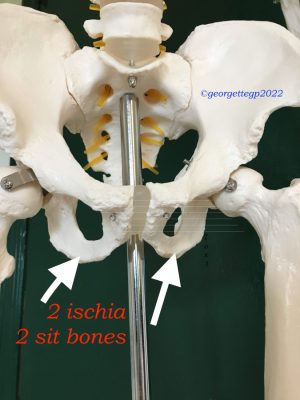 Avoiding collateral body pains by simply sitting the right way! Kow are your body functions! Meet your two ischia tuberosities because whnenever you are sitted (the proper way) you are, sort of, standing on them. They are also called, for good reason, sit bones or sitting bones. They are the two lowest bony parts of your pelvis: one ischium to the right and one to the left. Sitting equally on them brings your body stability, strenght and, because these bones are the shape of the feet of a rocking chair, you have very discreet choices in your position: this gives your mind the comforting sensation of equilibrium your moving body needs to keep aligned in any conditions. Don't sit on your tail bone!
